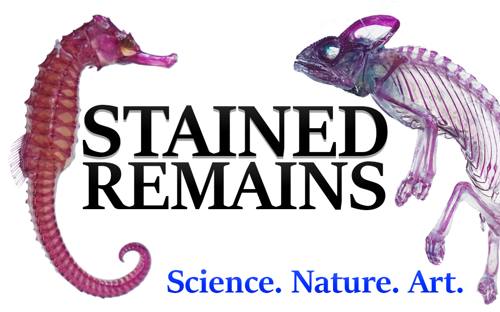 Stained Remains - Specimen Preparation Experts